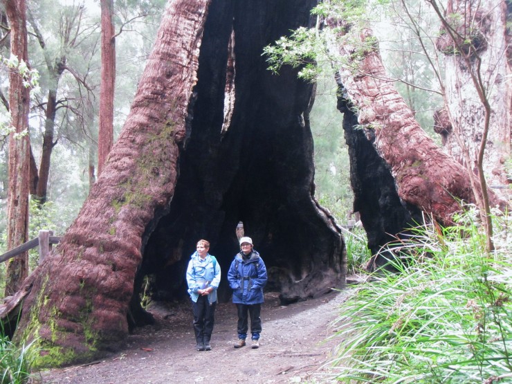 The Red Tingle Trees – Eucalyptus Jacksonii