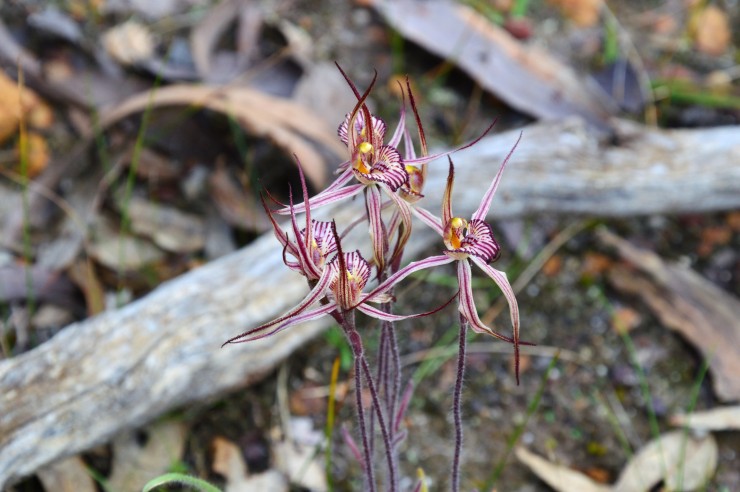 Wildflowers of the Stirling Ranges: Best Wildflowers in Western Australia