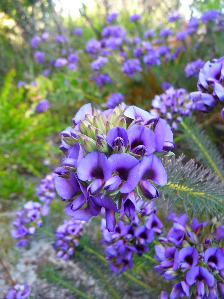 Bibbulmun Track Albany to Denmark wildflowers