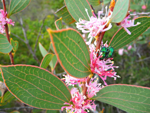Lesueur wildflowers Kalbarri tour