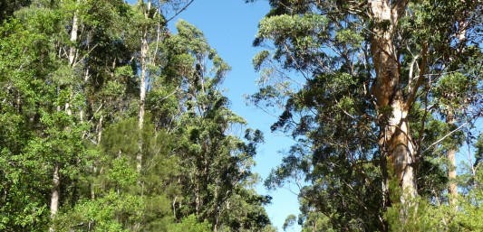 Bibbulmun Track Pemberton to Northcliffe Karri forest