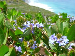 Bibbulmun Track Albany to Denmark Windfarm Wildflowers