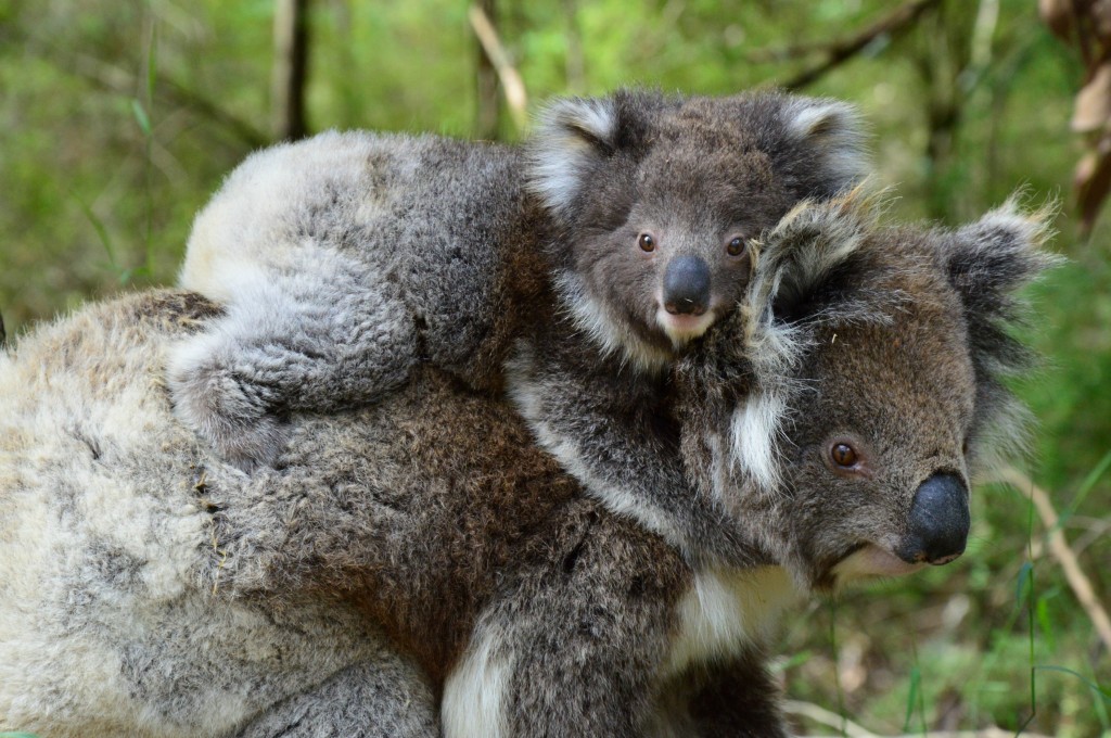 cutest koalas on the Great Ocean Walk