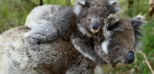 cutest koalas on the Great Ocean Walk