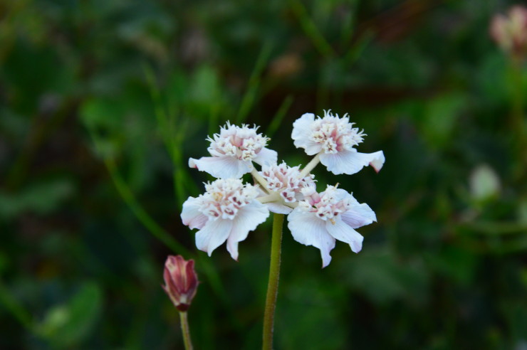 Western Australian Wildflowers - Southern Cross Flower