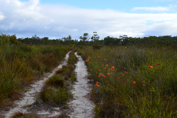 Lovely track in the Pingerup Plains Northcliffe to Walpole on the Bibbulmun Track