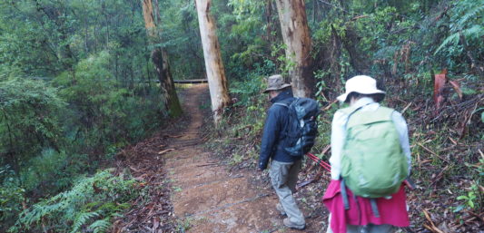 hiking on the Bibbulmun Track between Pemberton and Donnelly River