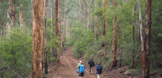 Group of walkers in Karri forest