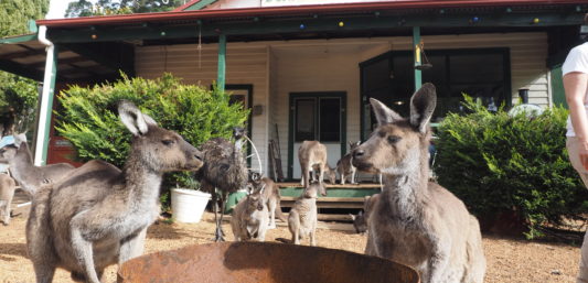 Kangaroos at Donnelly River
