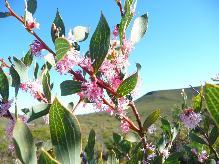Hakea Neurophylla – Flower of the month