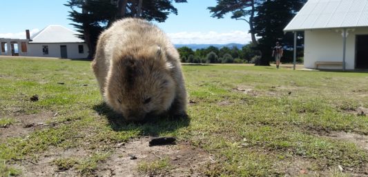 wombat tasmania