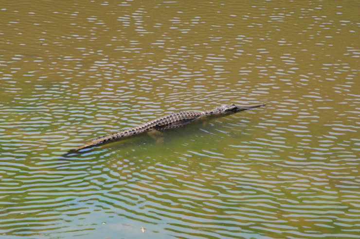 Freshwater Crocodile, Windjana Gorge