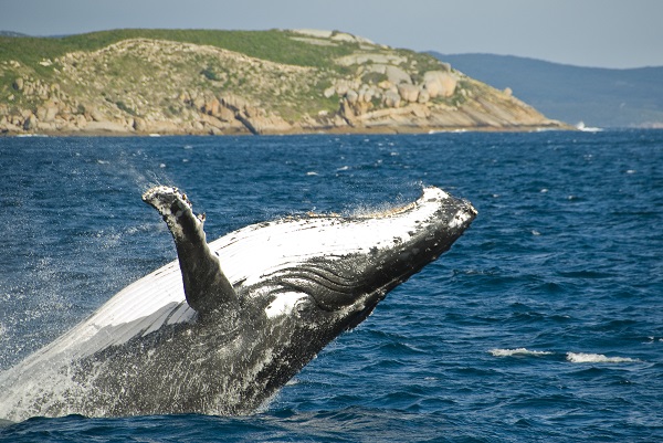 Humpback Whale breaching off Cape Naturaliste