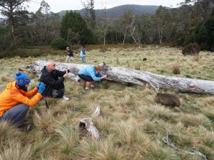 Cradle Mountain Tasmania - Wombats