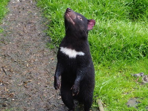 Tasmanian Devil