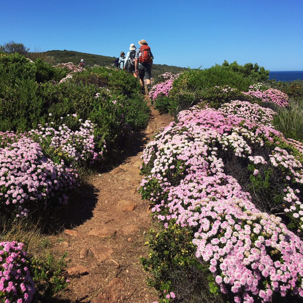 wildflowers Cape to Cape