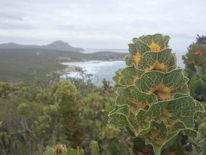 Royal Hakea, Fitzgerald National Park