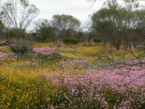 Mullewa Everlastings WA Wildflowers