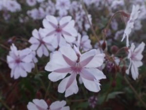 WA Wildflowers
