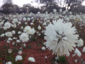 The Kimberley to Perth