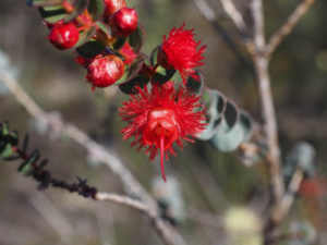 WA wildflowers