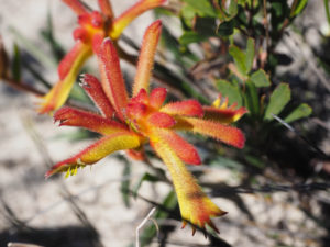 WA wildflowers