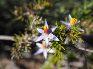 WA wildflowers