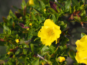 WA wildflowers