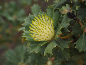 WA wildflowers