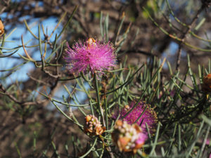 WA wildflowers