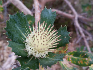 WA wildflowers