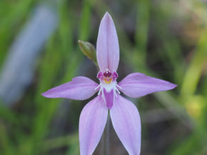 WA wildflowers