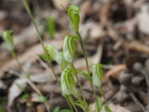 WA wildflowers