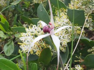WA wildflowers