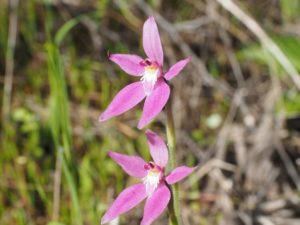 WA Wildflowers