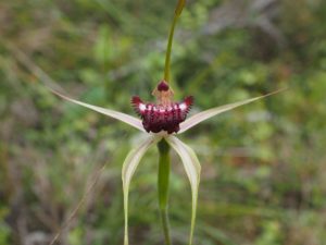 WA Wildflowers