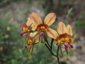 WA wildflowers