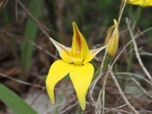 WA wildflowers