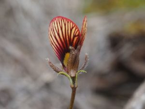 WA wildflowers