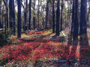 Bibbulmun Track Tour
