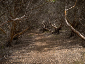 Rottnest Island hiking