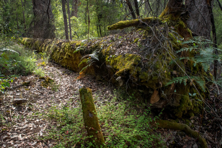 Bridgetown forest