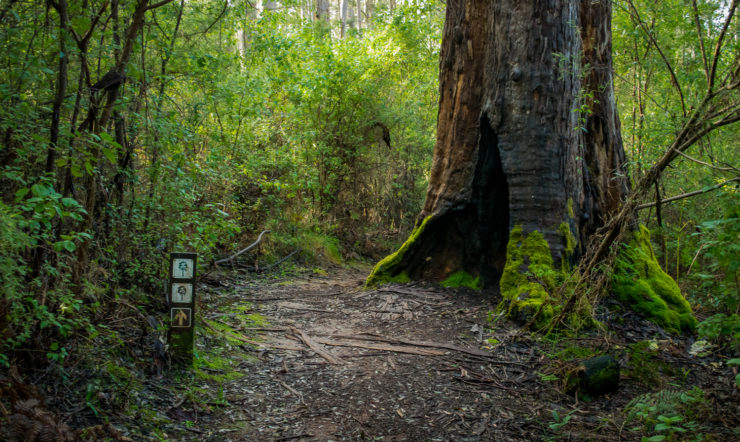 Pemberton walking trail
