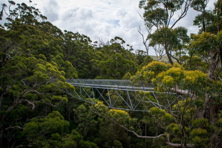 Walpole Bibbulmun Track bridge