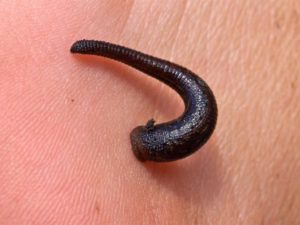 How to Protect Yourself From Ticks and Leeches When Hiking
