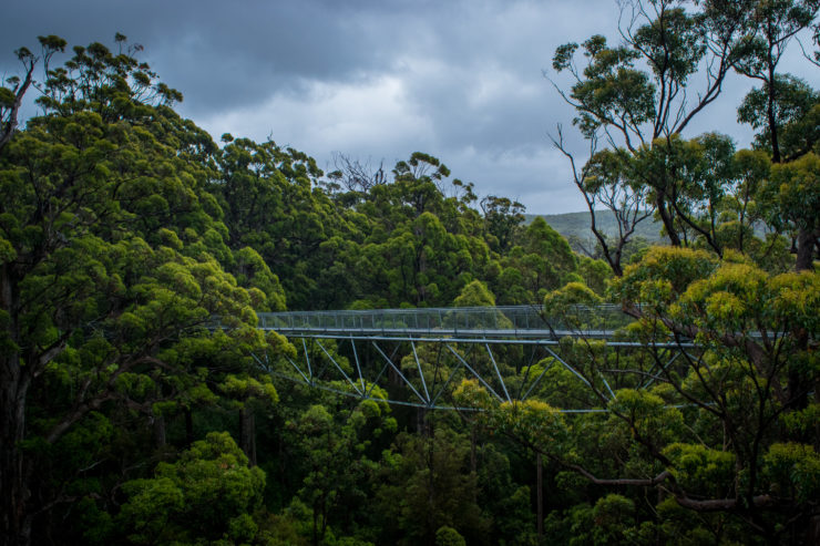 Tree Top Walk