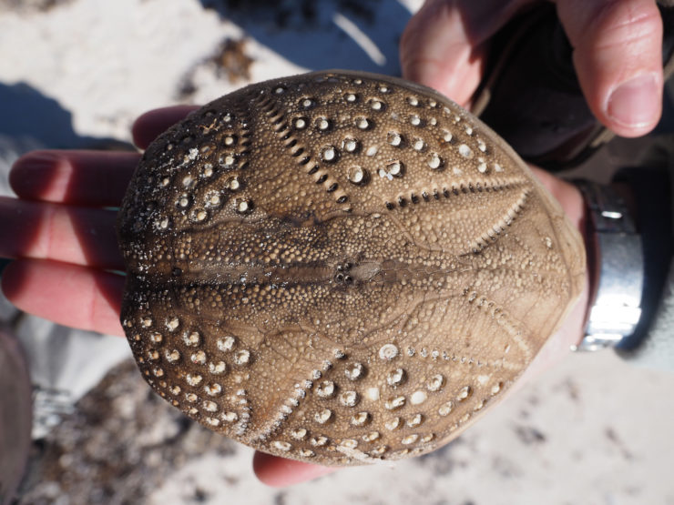 Heart Urchin