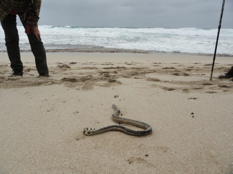 Sea snake on Cape to Cape Track