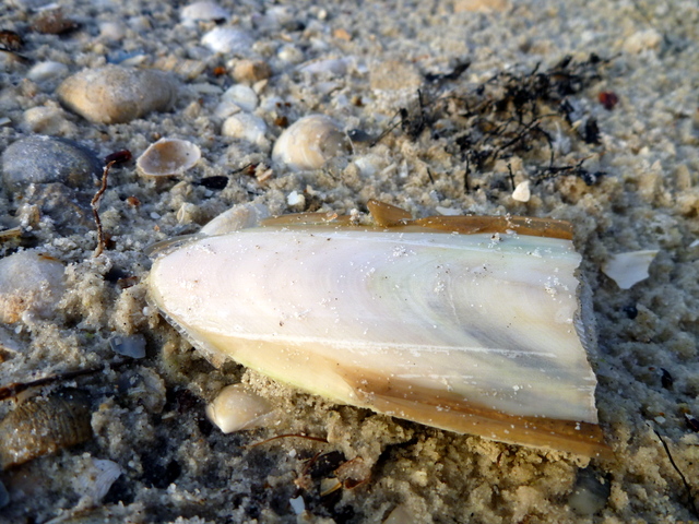 Cuttlefish