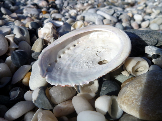 abalone